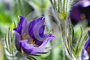 Purple soft and hairy pulsatilla pasqueflower bell shaped sepals close up