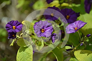 Purple Solanum bonariense flower