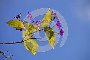 Purple Solanum bonariense flower