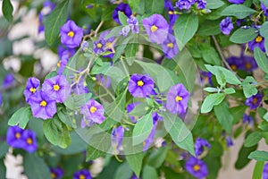 Purple Solanum flower bush Lycianthes rantonnetii