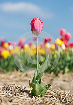 Purple solitude flower in front of a field of tulips