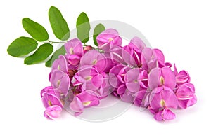 Purple sophora flower