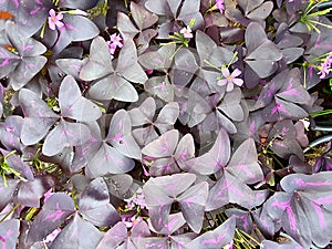 Purple sorrel (Oxalis triangularis), red leaves with flowers,