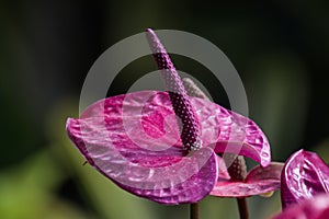 Purple spadix