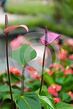 Purple Spadix Flower