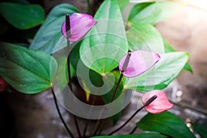 Purple Spadix Flower