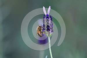 Purple Spanish Lavender being pollinated by honeybee