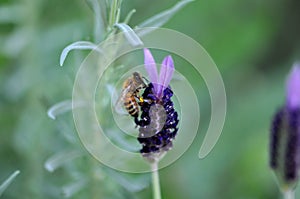 Purple Spanish Lavender being pollinated by ybee