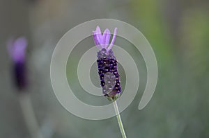 Purple Spanish Lavender Flower