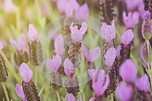 Purple Spanish Lavender Flower