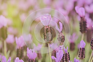 Purple Spanish Lavender Flower