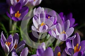 Purple species crocus tommasinianus