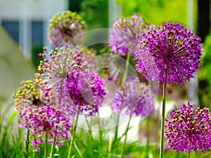 Purple sphere shaped Giant Allium or onion flowers with blurred background