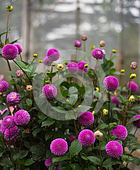 Purple spherical pion-shaped Pompom Dahlias, fresh blooming flower buds round flowers with rounded ends