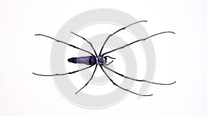 Purple spider isolated on white, bue violet spider with long legs macro close up, horror photo