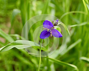 Purple spiderwort lily flower and bud