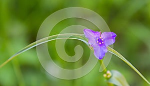 Natures Purple Spiderwort Wild Flower photo