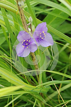 Purple Spiderwort wildflowers growing in a meadow photo