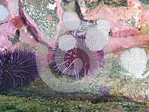 Purple spiky sea urchins in water with rocks