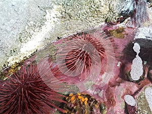 Purple spiky sea urchins in water with rocks