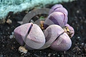 Purple Split Rock Pleiospilos nelii plant