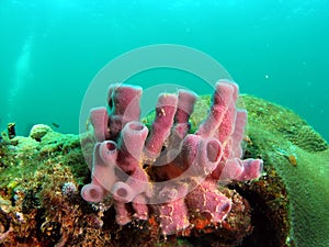 Purple Sponge Coral