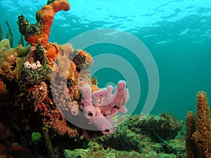 Purple Sponge Coral