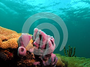 Purple Sponge Coral