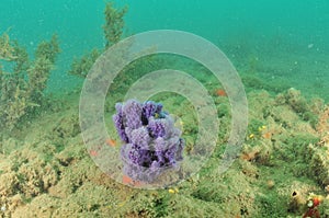 Purple Sponge Standing Above Sediment