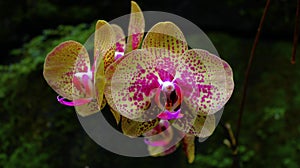 purple spot yellow orchid flower