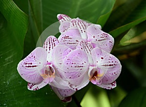 Purple spotted Phalenopsis orchid blooms, in botanical garden