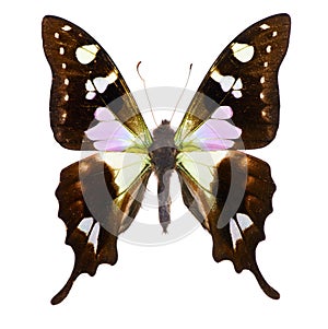 Purple spotted swallowtail isolated