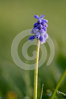 Purple sprin flower with dew drops