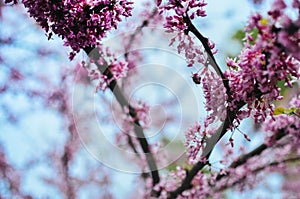 Purple Spring Blossom. Cercis Canadensis or Eastern Redbud