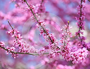 Purple Spring Blossom. Cercis Canadensis or Eastern Redbud photo