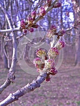 Purple spring blossoms on a forest background