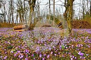 Purple spring crocus (Crocus vernus) flowers