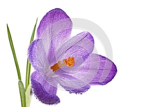 Purple spring crocus flower with water drops on white background. Selective focus. Crocus Iridaceae