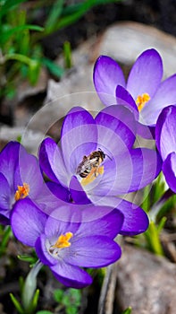 purple spring crocus flowers in a garden in Poland. And a bee wasp sitting on the flowers