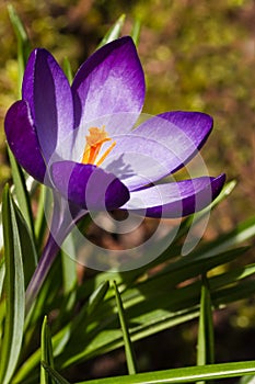 Purple spring crocus in March