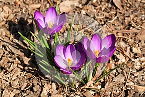 Purple Spring Crocuses Colorful Flowers photo