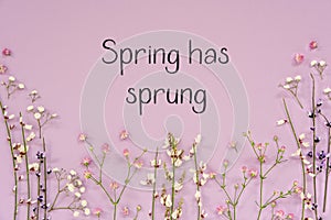 Purple Spring Flower Arrangement, English Text Spring Has Sprung photo