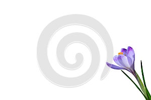 Purple spring flower crocus isolated on white background