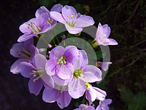 purple spring flower flor primavera morada