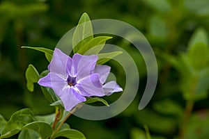 The purple spring flower from the forest