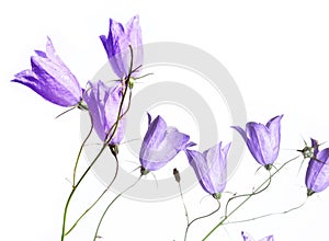 Purple spring flowers