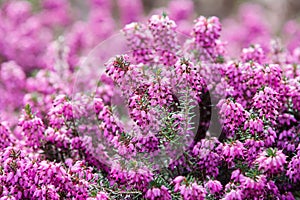 Purple Spring flowers at blossom park