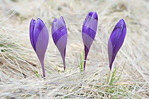 Purple spring flowers in the dry grass