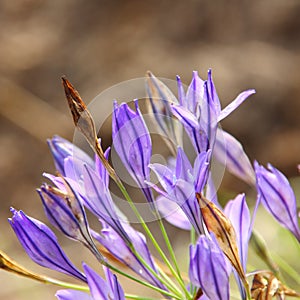 Purple Spring flowers - Easter Nature Stock Photos