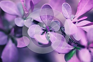 Purple spring leaves
